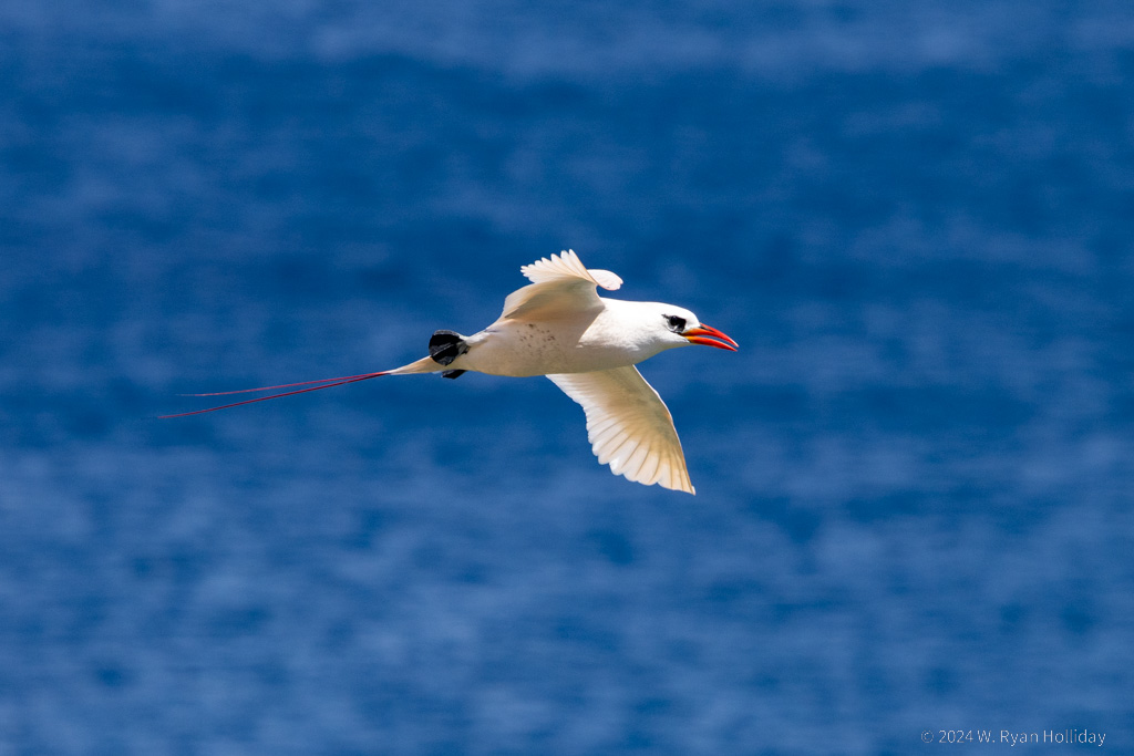 Red-Tailed Tropic Bird, Christmas Island