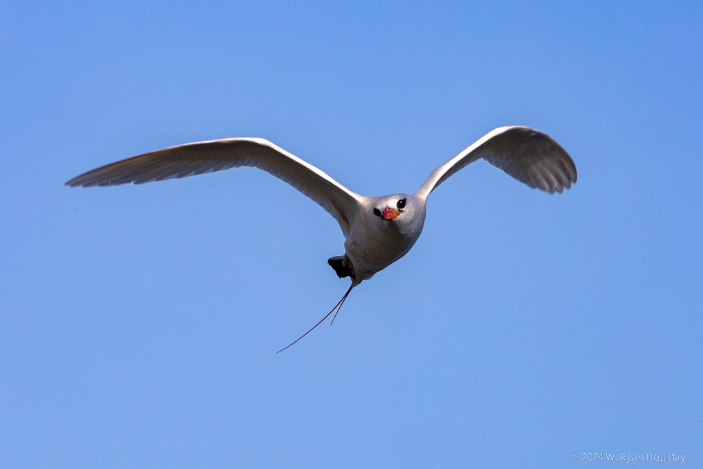 Red-Tailed Tropic Bird, Christmas Island