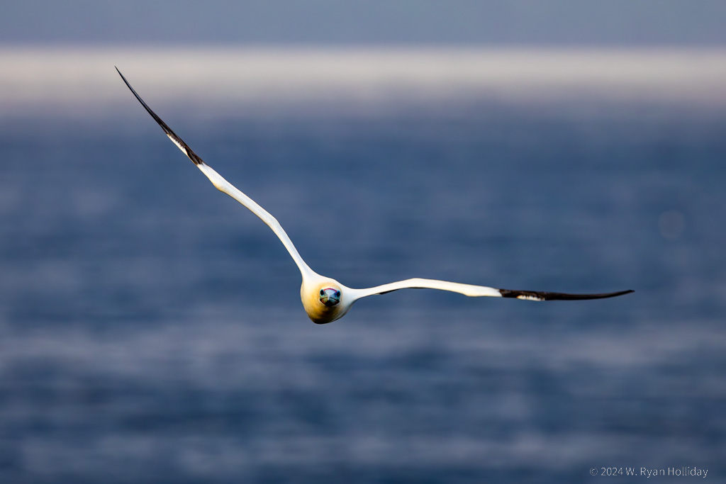 Red Footed Booby, Christmas Island