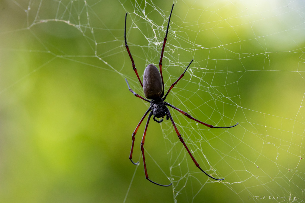 Orb Weaver, Christmas Island