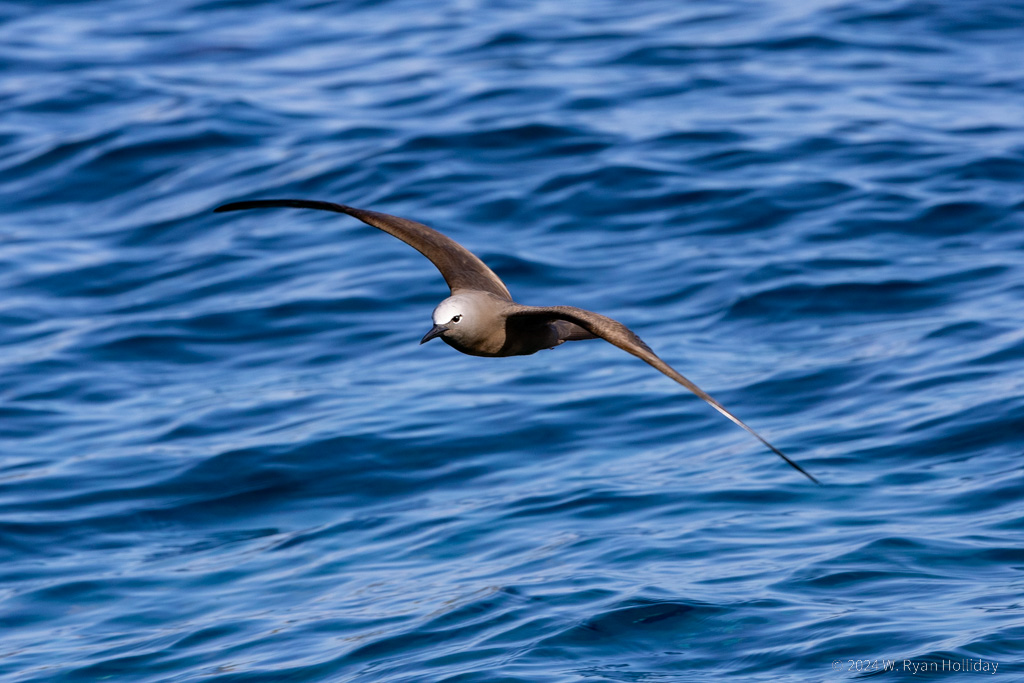 Common Noddy, Christmas Island