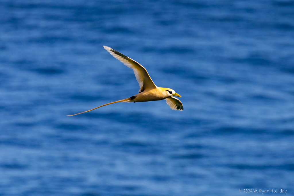 White Tailed Tropic Bird, Christmas Island