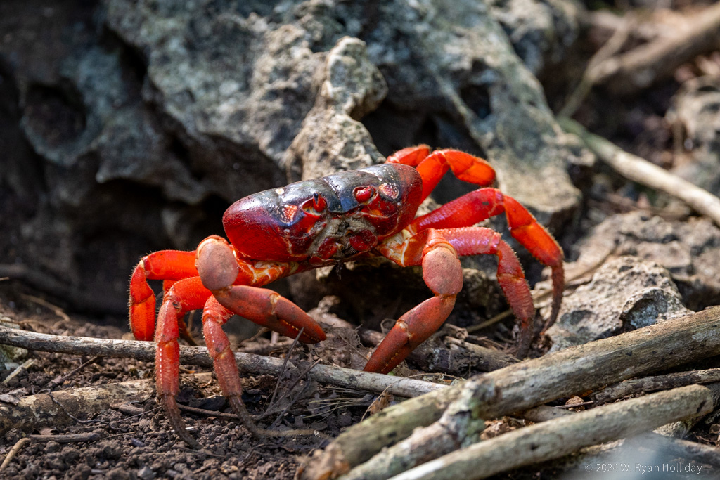 Red Crab, Christmas Island