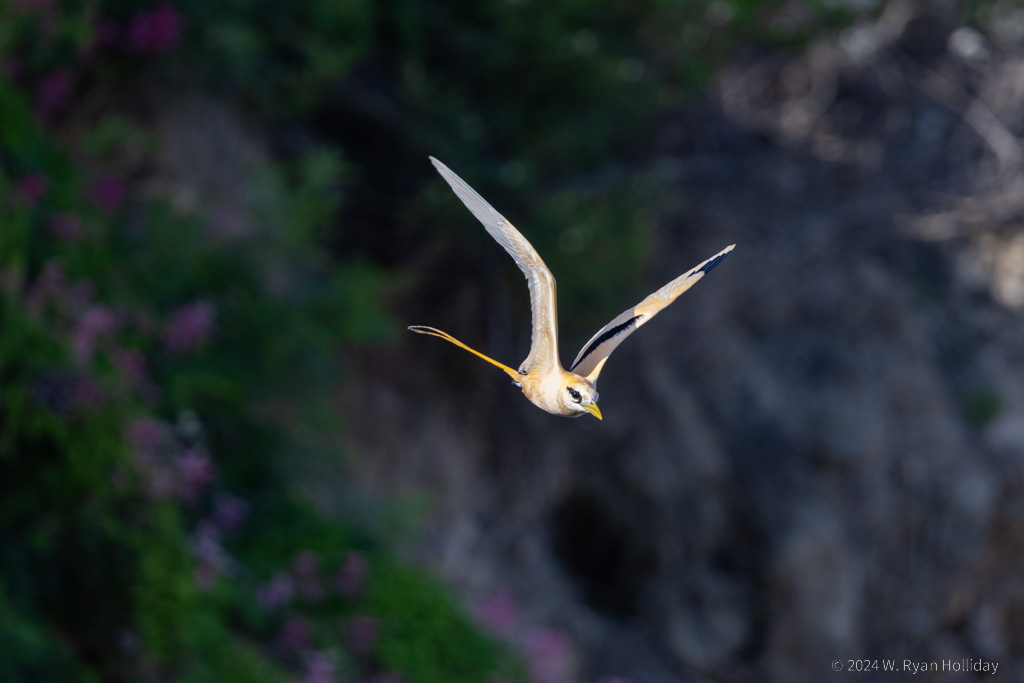 White Tailed Tropic Bird, Christmas Island