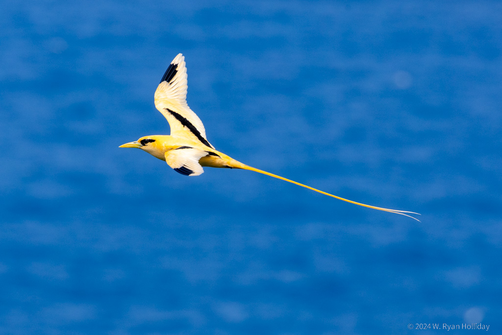 White Tailed Tropic Bird, Christmas Island