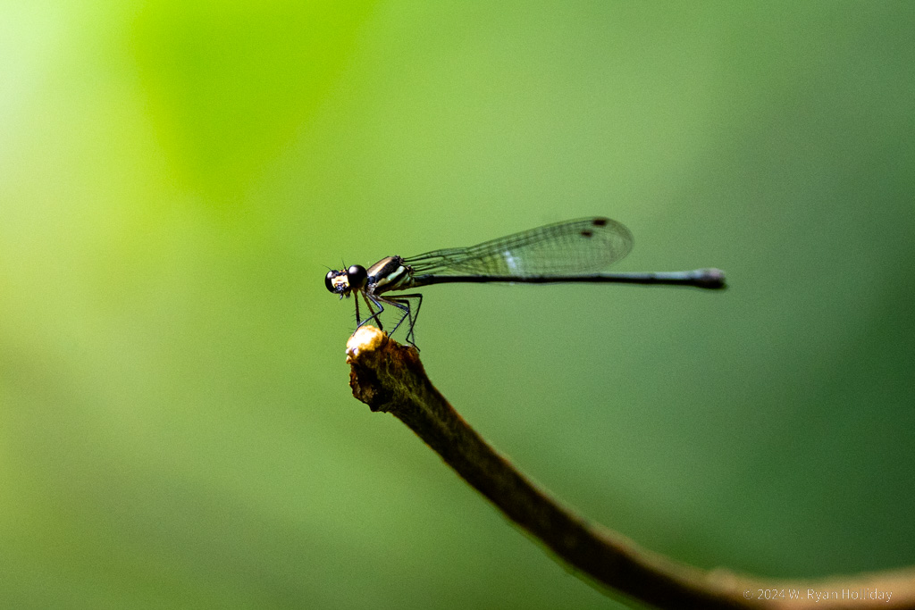 Dragonfly, Daintree Rainforest