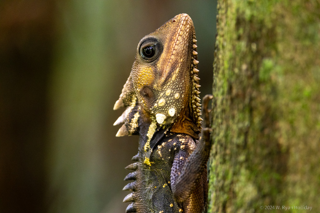 Boyd's Forest Dragon, Daintree Rainforest