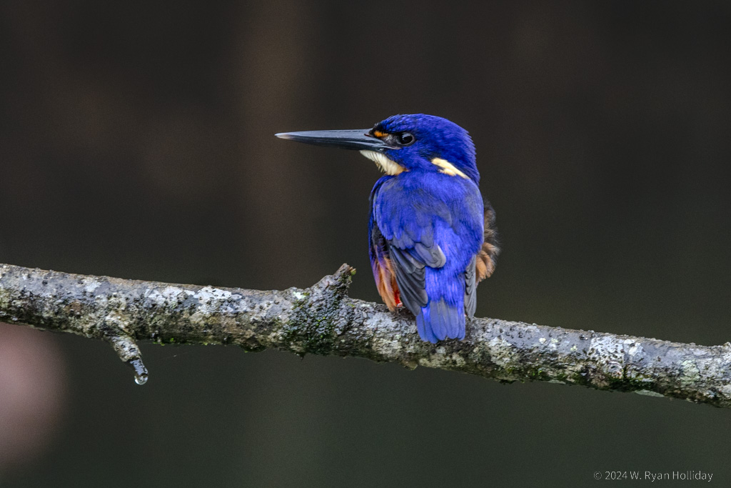 Azure Kingfisher, Daintree Rainforest
