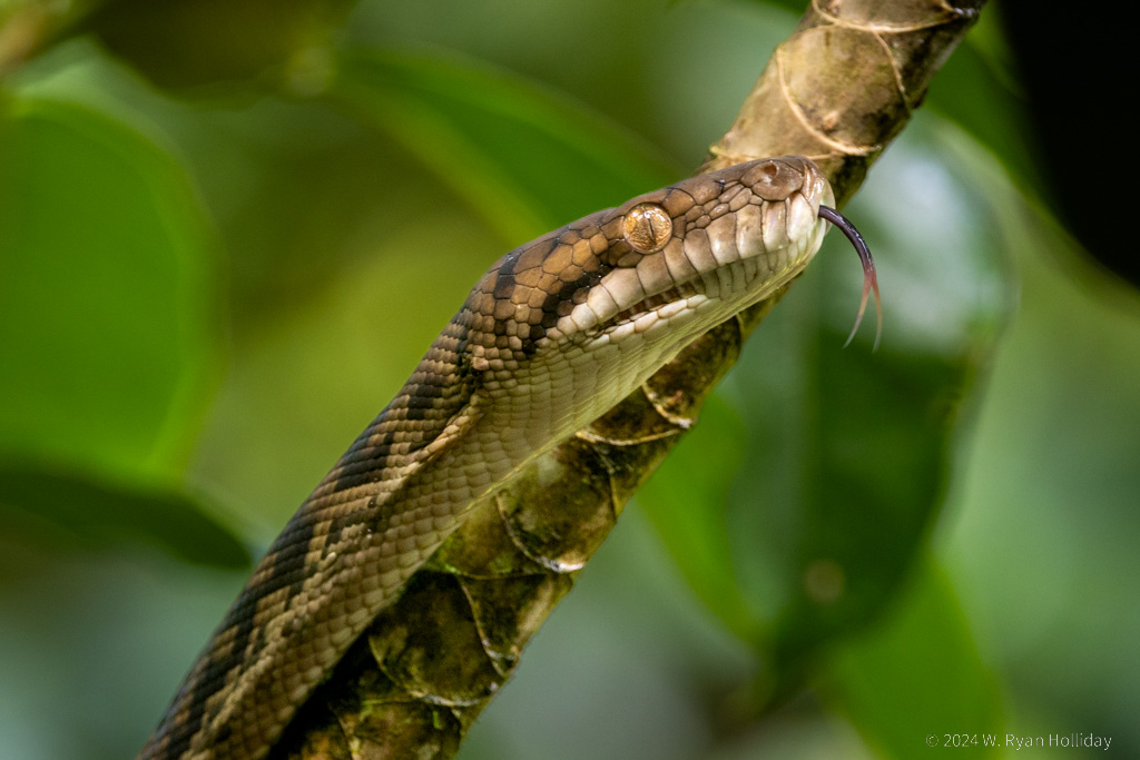 Python, Daintree Rainforest