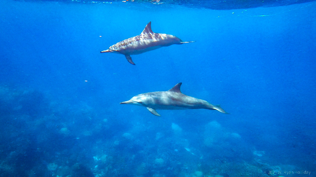 Dolphins, Christmas Island