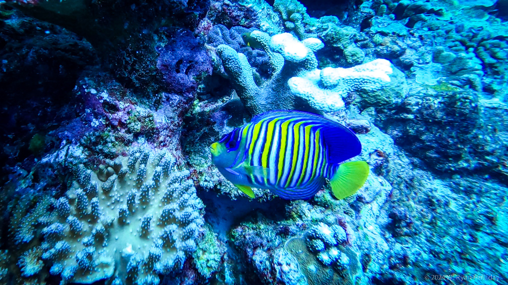 Angelfish, Christmas Island