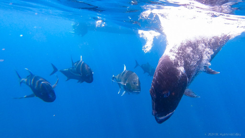 Giant Trevally, Christmas Island