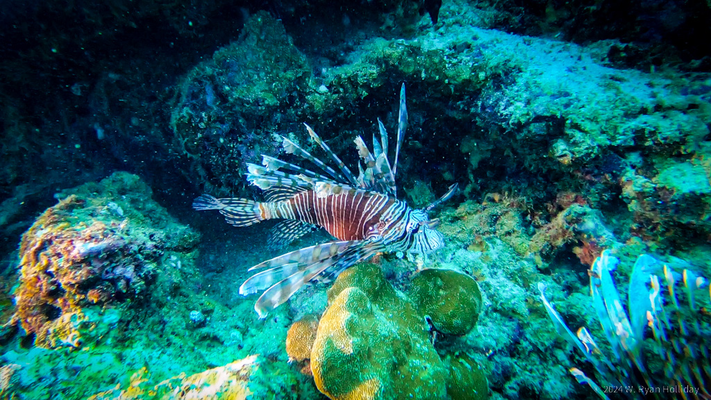 Lionfish, Christmas Island