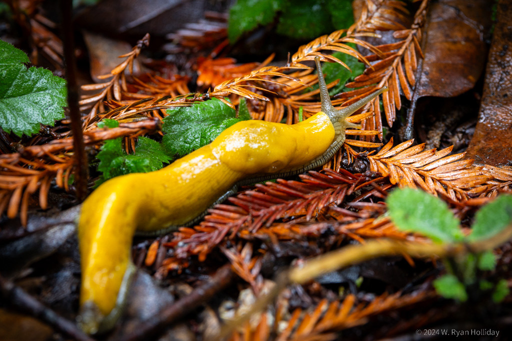 Banana Slug, Henry Cowell Redwoods State Park