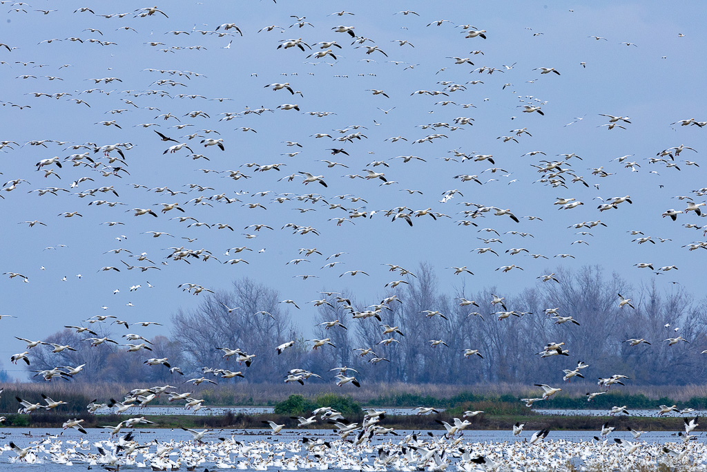 Snow Geese, Merced National Wildlife Refuge