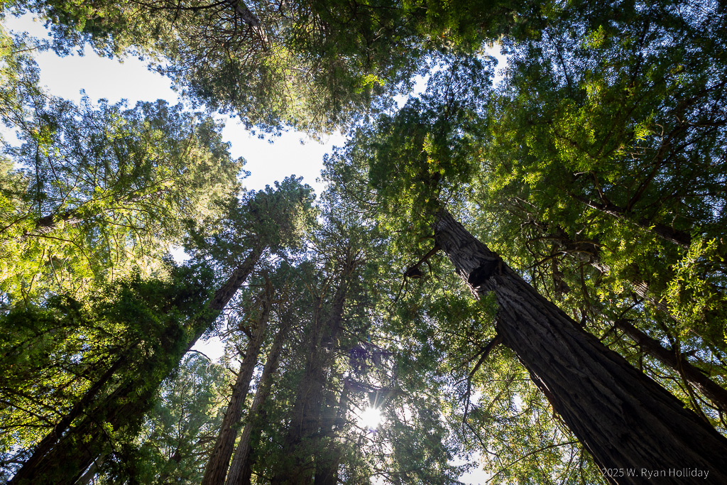 Muir Woods