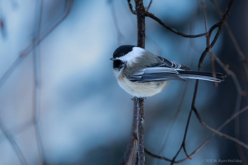 Black-Capped Chickadee