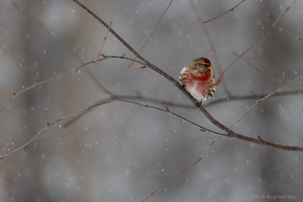 Common Redpoll