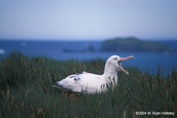 Wandering Albatross