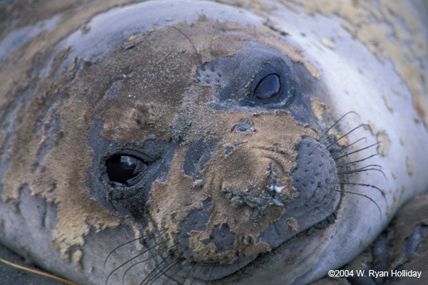 Molting Elephant Seal