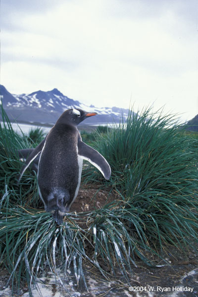 Gentoo Penguin