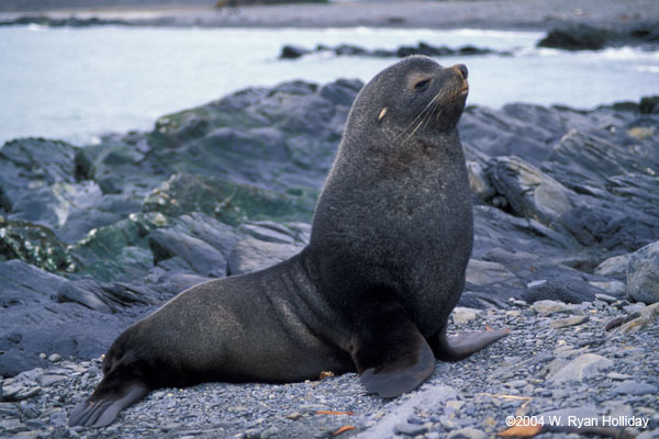 Fur Seal Bull