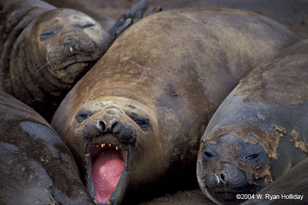 Molting Elephant Seals