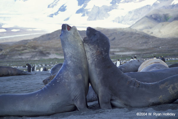 Elephant Seals Fighting