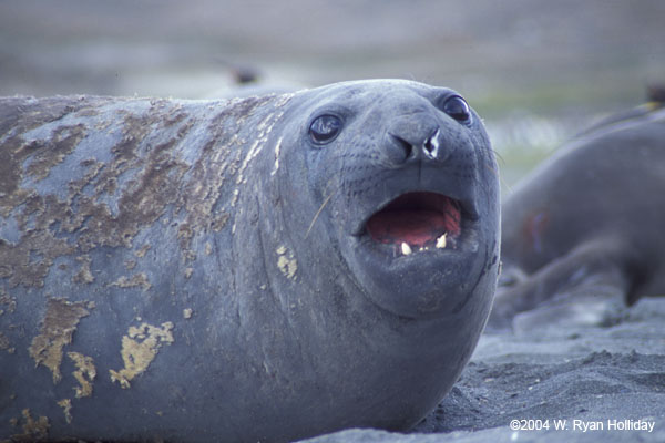 Molting Elephant Seal