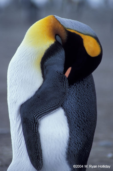 Sleeping King Penguin