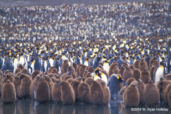 King Penguin Colony