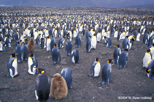 King Penguin Colony