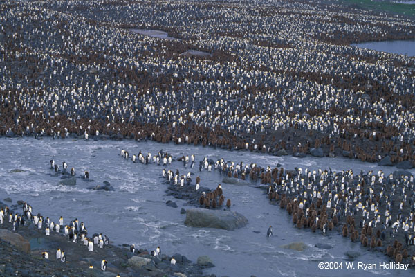 King Penguin Colony