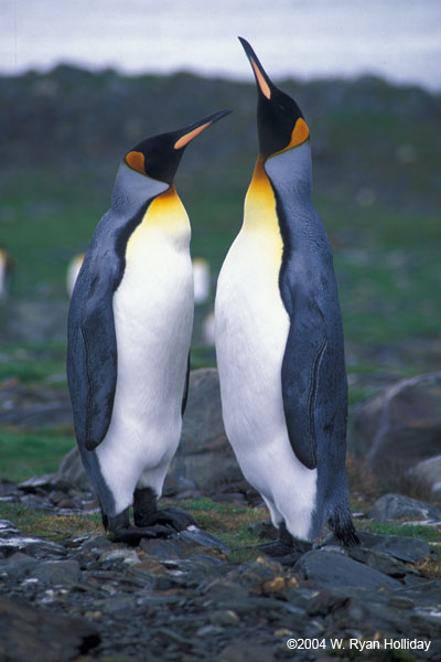 King Penguins