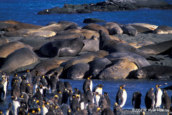 Elephant Seals and King Penguins