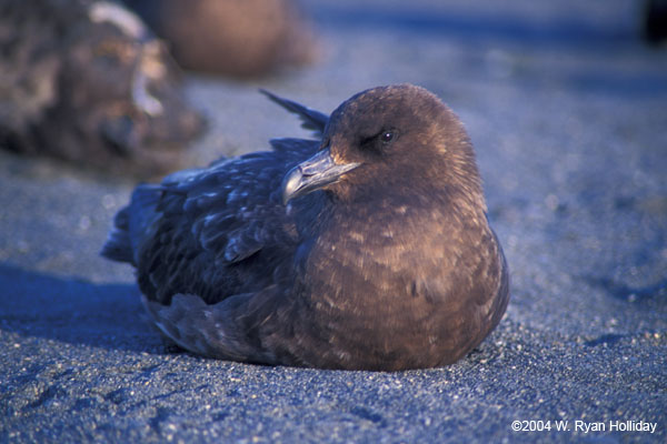 Skua Resting on the Beach