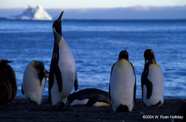 King Penguins