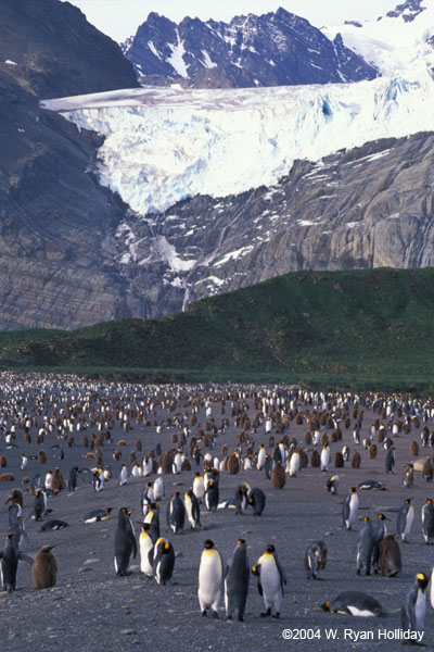 King Penguins and Icefall