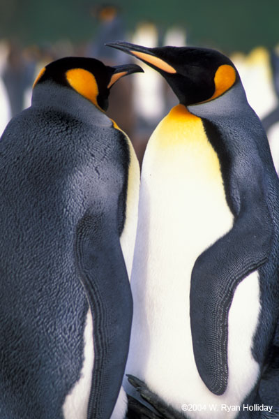 King Penguins