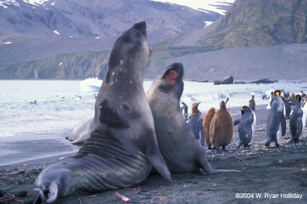 Elephant Seals Fighting