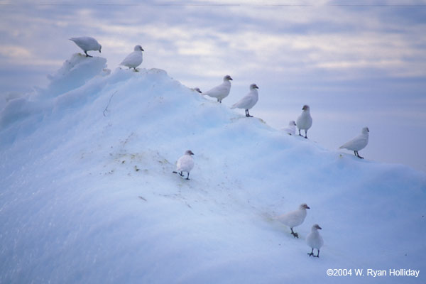 Sheathbills on Iceberg