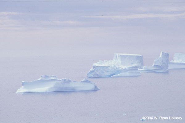 Icebergs in Gold Harbor