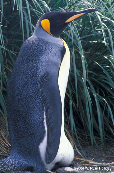 King Penguin with Egg