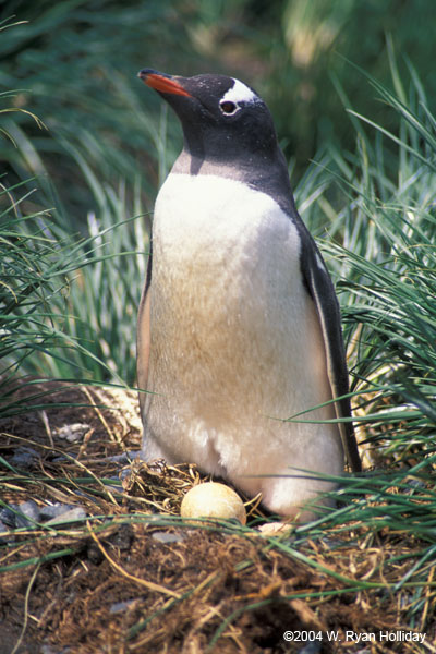 Gentoo Penguin with Egg