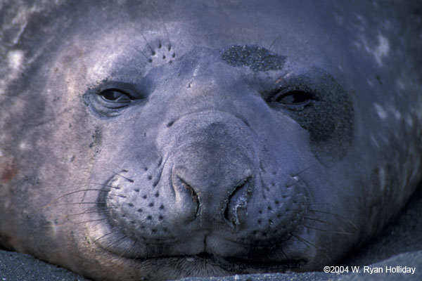 Elephant Seal