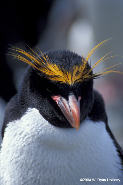 Macaroni Penguin