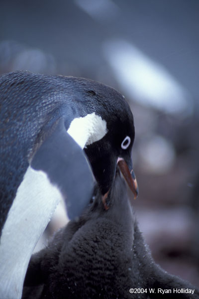 Adelie Penguin Feeding Chick