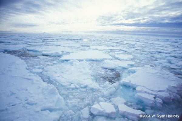 Pack Ice in Southern Atlantic Ocean