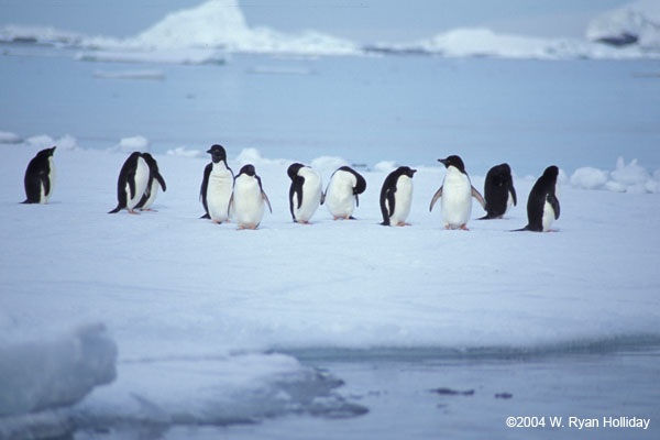 Adelie Penguins on Ice