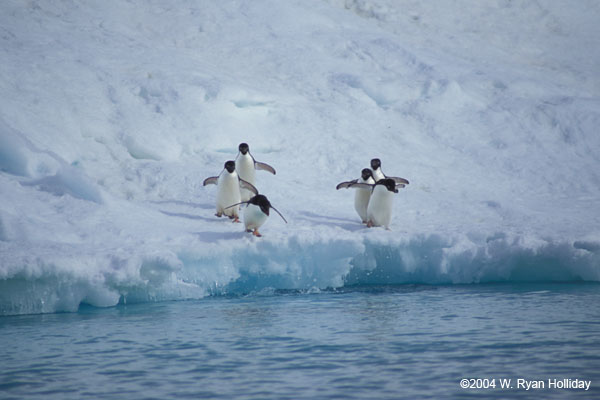 Adelie Penguins on Ice